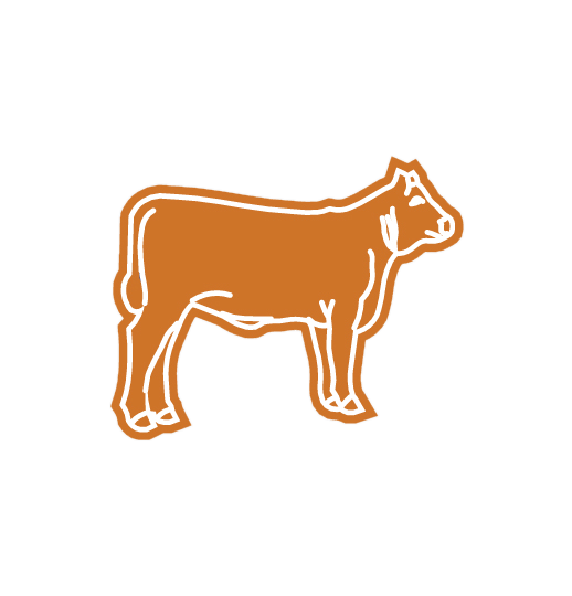 HEIFER STEER
